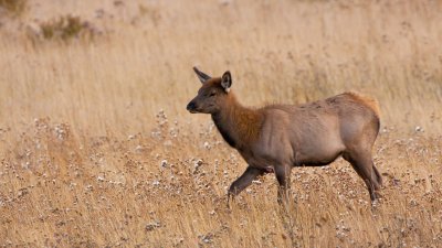 Elk Cow Responding to Bull