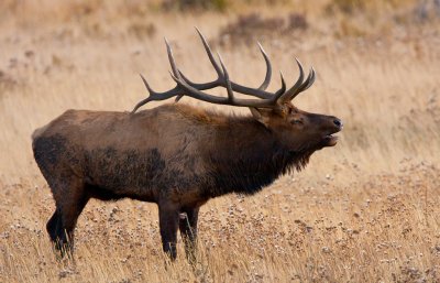 Bull Elk Calling His Harem