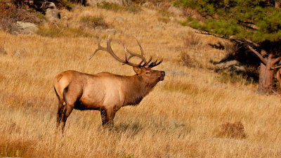 Bull Elk Bugling in Moraine Park