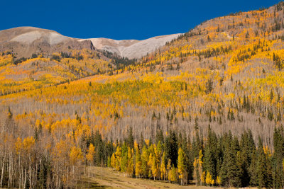 Aspen Covering Mountainside