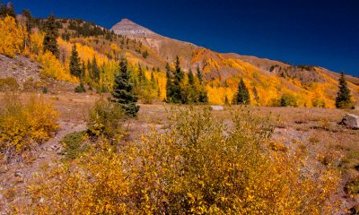 Aspen On Mountainside Near Silverton