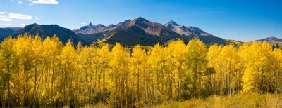 Aspen Grove Near Alta Lakes