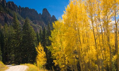 Blowing Aspen on Trail to Alta Lakes