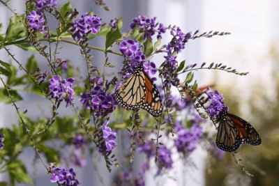 Butterfly x 2