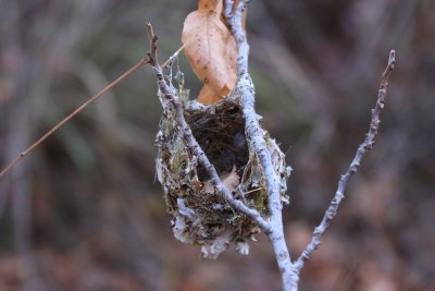 Bird Nest 3