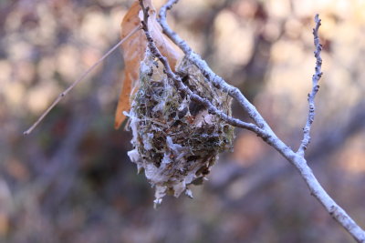 Bird Nest 2