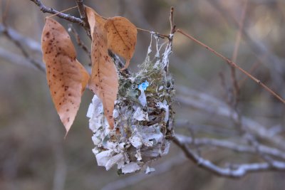 Bird Nest