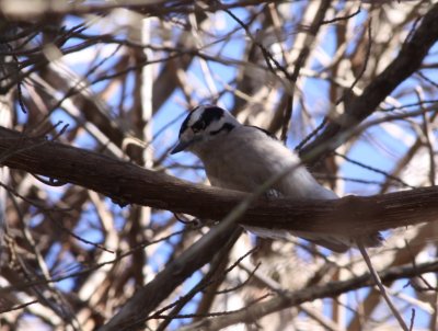 Woodpecker