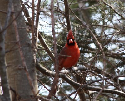 Cardinal