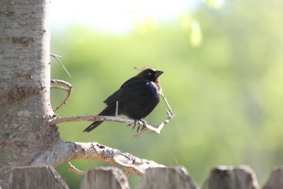 Black Bird