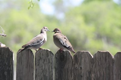 Two Doves