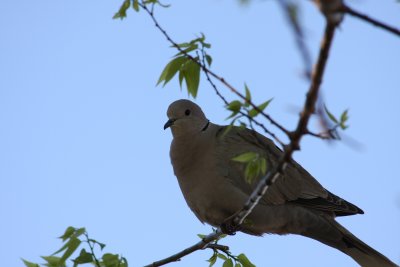 Pretty Dove