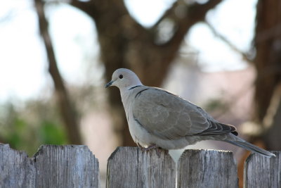 Dove