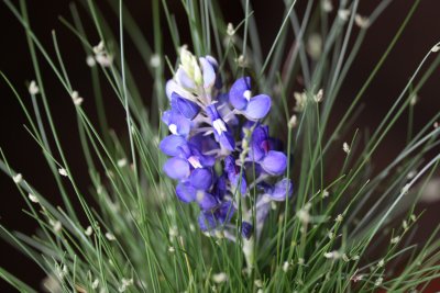 Bluebonnet 2009