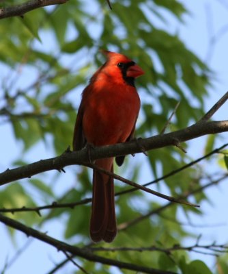 Red Cardinal