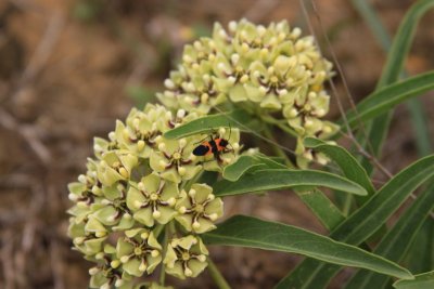 Unusual Plant