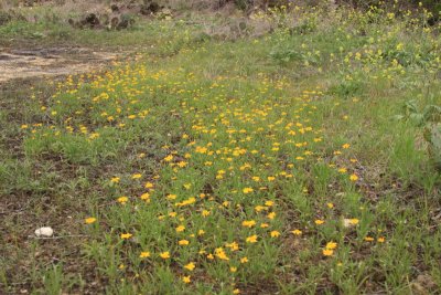 Yellow Wildflowers