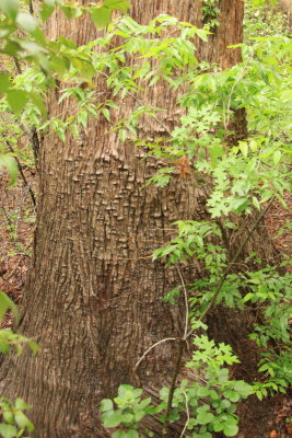 Lower Trunk