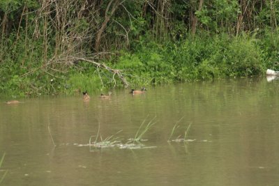 Swimming ducks