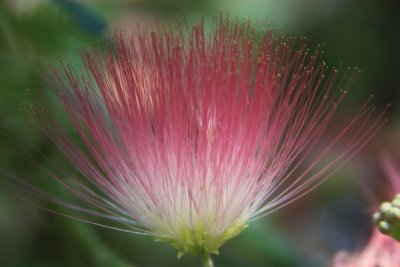 Mimosa Bloom