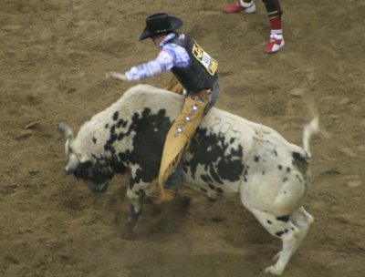 Bucking Bull