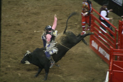 Bucking Bull