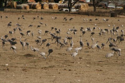 Flock of cranes