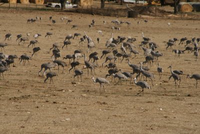 A bunch of cranes