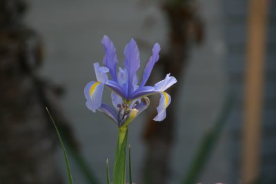 Iris