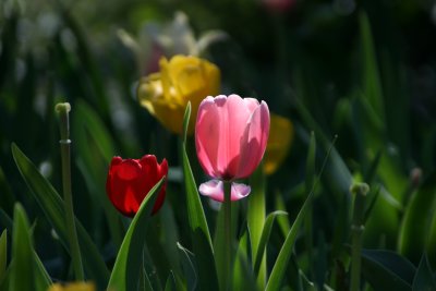 Tulip