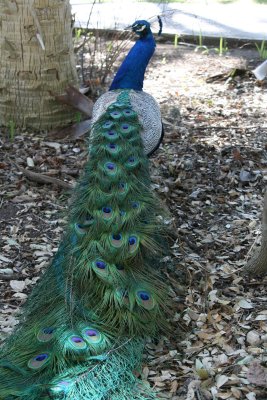 Peacock