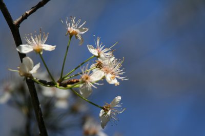 Fruit tree blooms