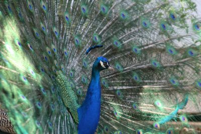 Peacock profile