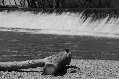 The log & the Dam