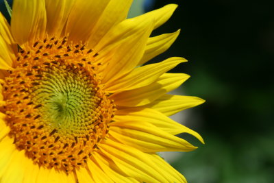 Sunflower in my Garden