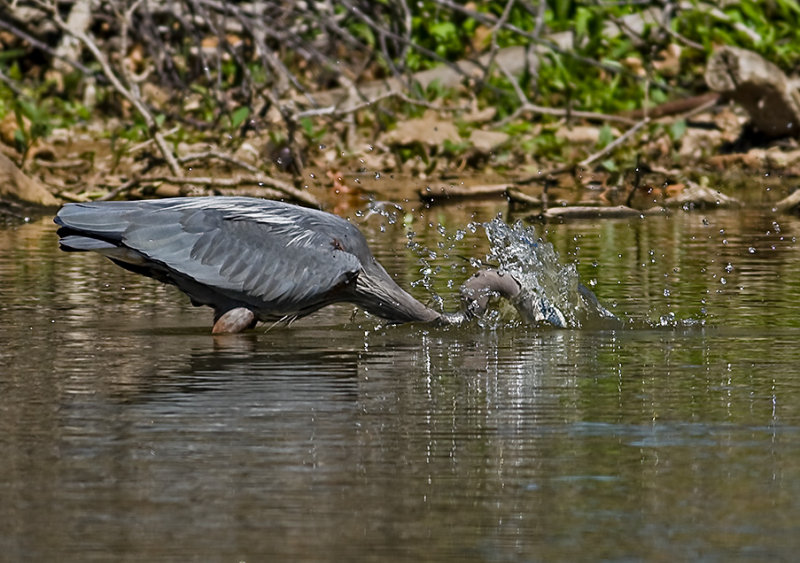 Great Blue Heron