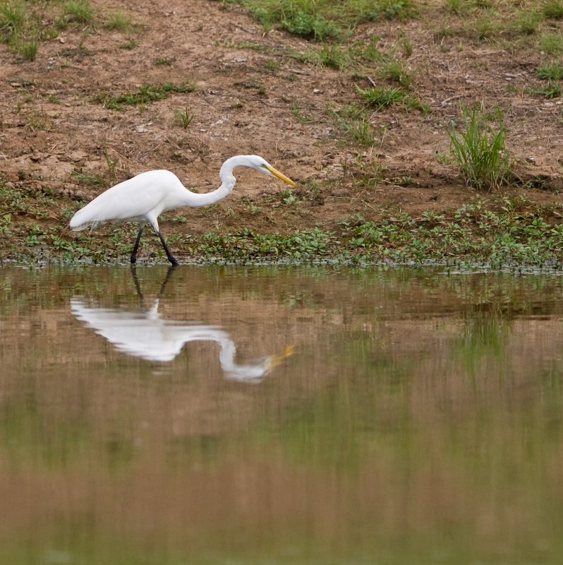 Great Egret