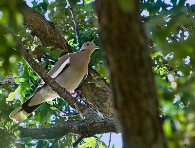 Whitewing Dove