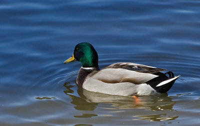 Mallard Drake