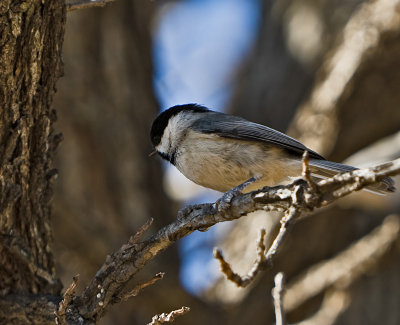 Chicadee