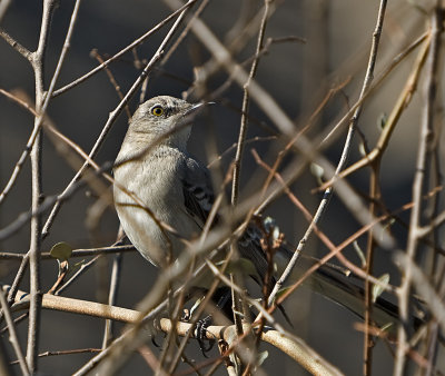 Mockingbird