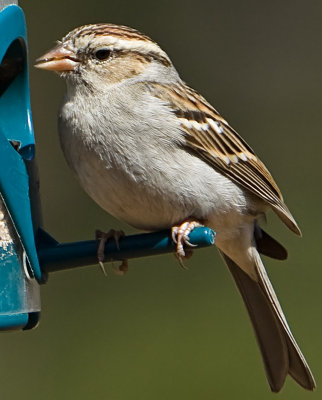 Sparrow