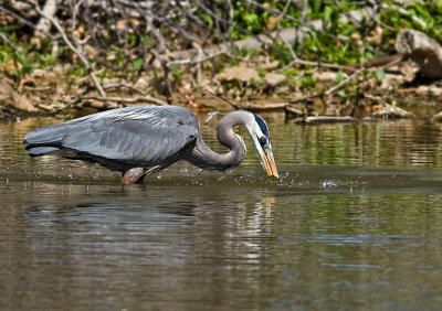 Great Blue Heron