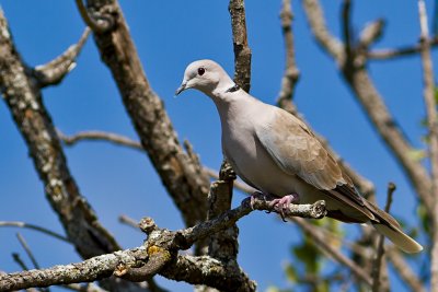 Eurasian Collared Dove