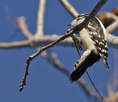 Downy Woodpecker