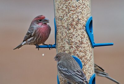 House Finch