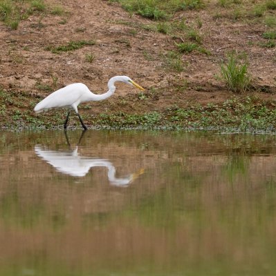 Great Egret