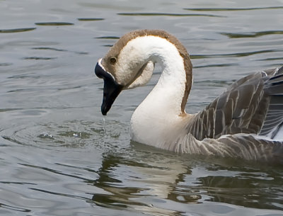 Goose