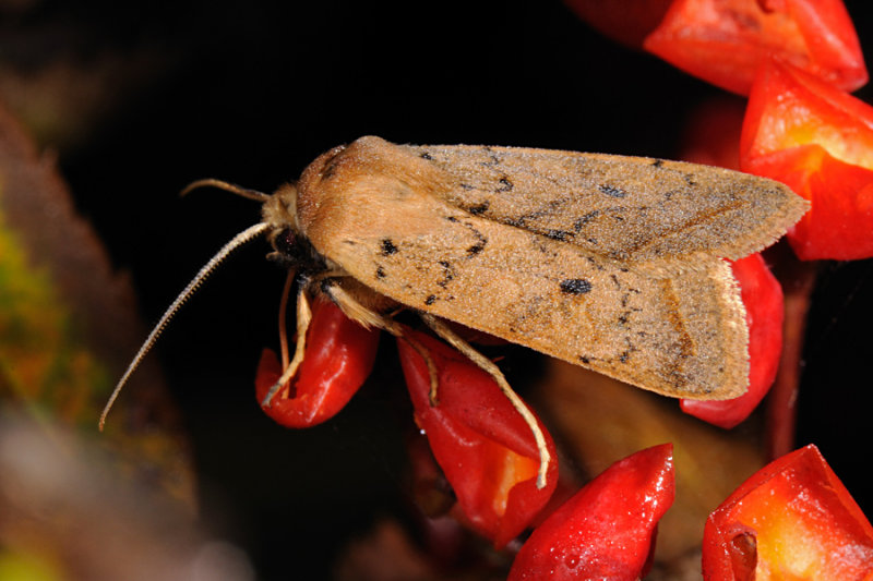 Yellow-line Quaker, Agrochola macilenta 1