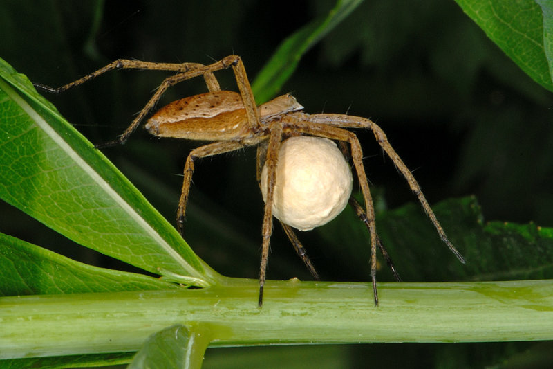 Nursery-web spider, Pisaura mirabilis, Almindelig Rovedderkop 3